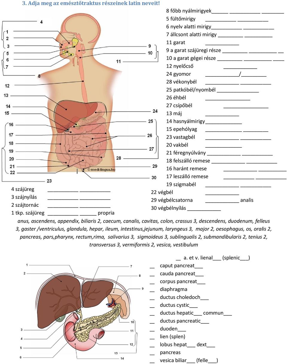 patkóbél/nyombél _ 26 éhbél 27 csípőbél 13 máj 14 hasnyálmirigy 15 epehólyag 23 vastagbél 20 vakbél 21 féregnyúlvány 18 felszálló remese 16 haránt remese 17 leszálló remese 19 szigmabél 22 végbél 29