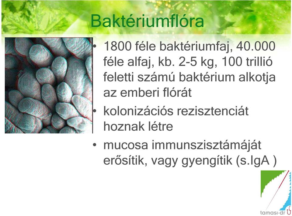 2-5 kg, 100 trillió feletti számú baktérium alkotja az