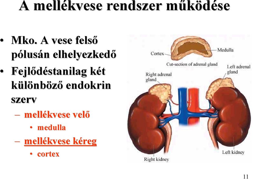 Fejlődéstanilag két különböző endokrin