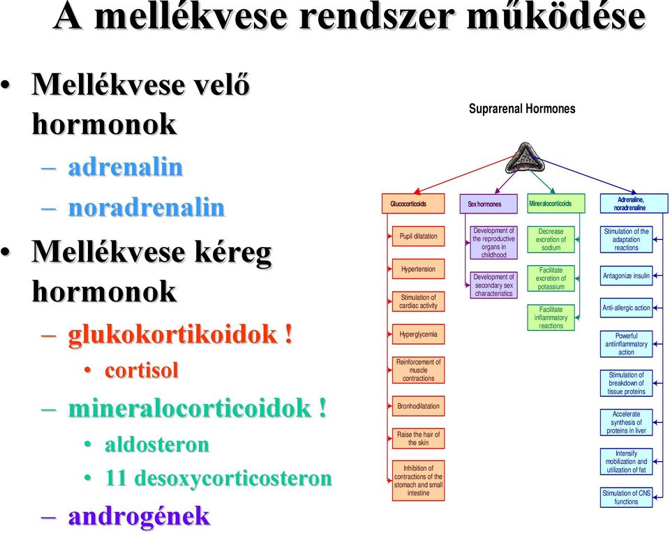 Reinforcement of muscle contractions Bronhodilatation Raise the hair of the skin Inhibition of contractions of the stomach and small intestine Development of the reproductive organs in childhood