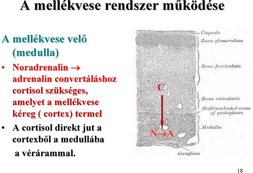 kséges, amelyet a mellékvese kéreg ( cortex) ) termel A