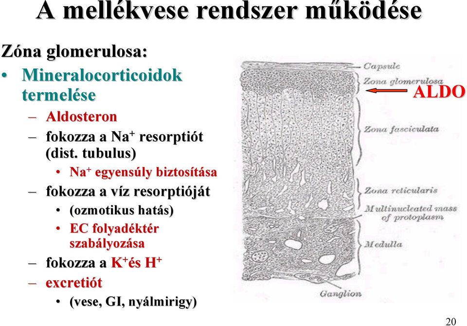 tubulus) Na + egyensúly biztosítása sa fokozza a víz resorptióját