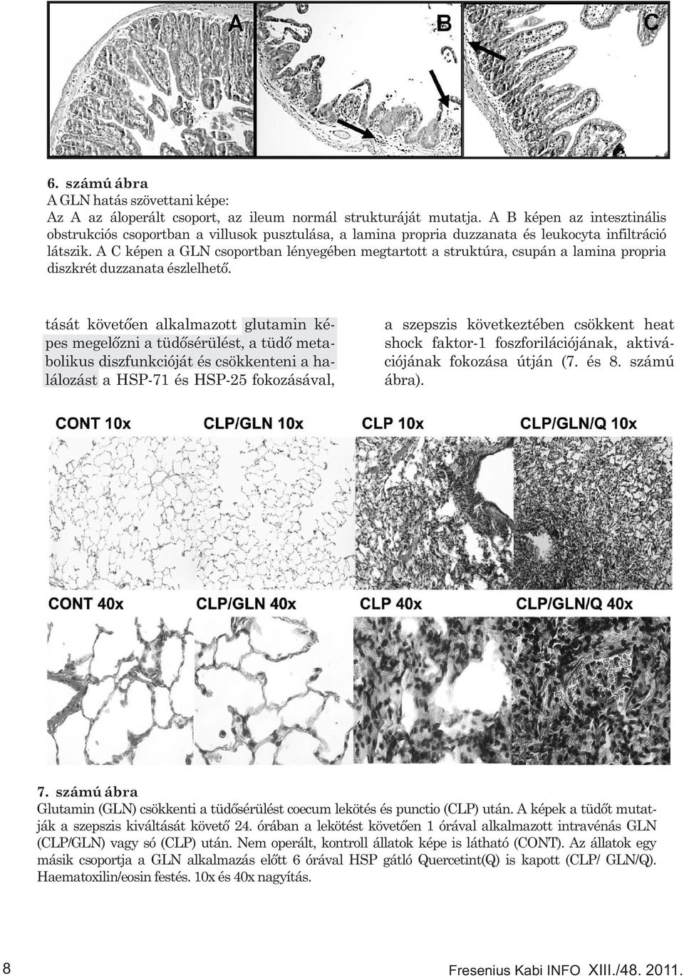 A C képen a GLN csoportban lényegében megtartott a struktúra, csupán a lamina propria diszkrét duzzanata észlelhető.