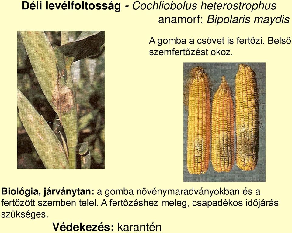 Biológia, járványtan: a gomba növénymaradványokban és a fertőzött