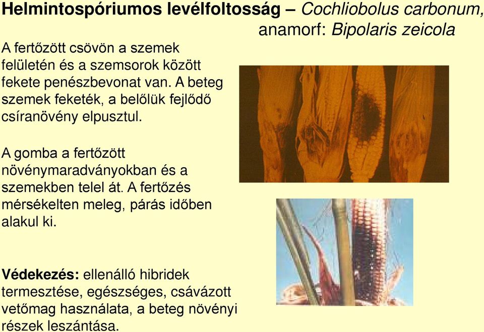 A beteg szemek feketék, a belőlük fejlődő csíranövény elpusztul.