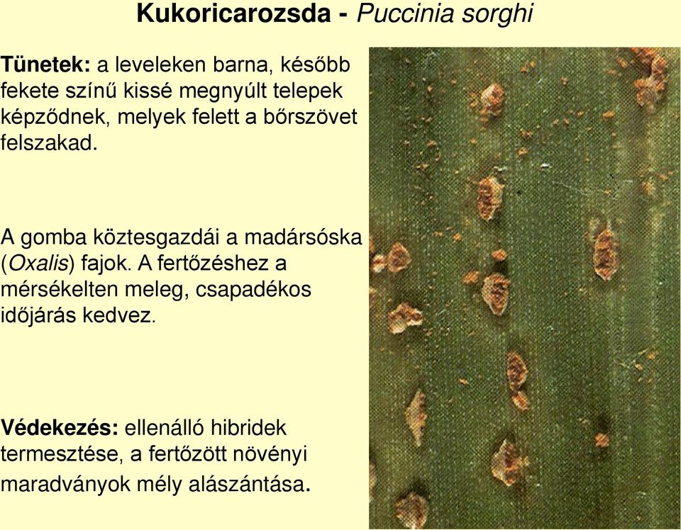 A gomba köztesgazdái a madársóska (Oxalis) fajok.