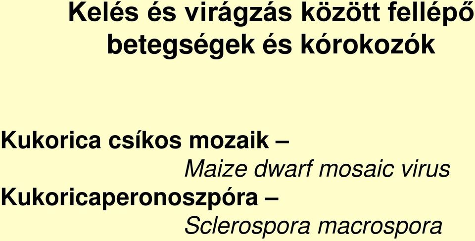 csíkos mozaik Maize dwarf mosaic