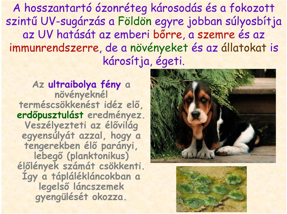 Az ultraibolya fény a növényeknél terméscsökkenést idéz elő, erdőpusztulást eredményez.