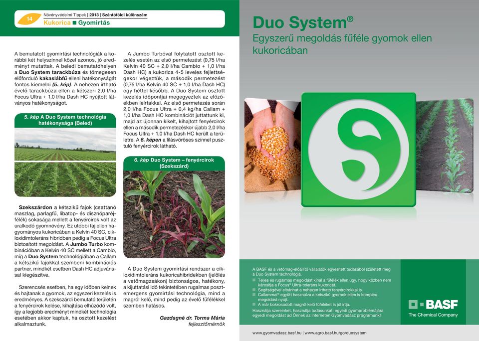 A nehezen irtható évelő tarackbúza ellen a kétszeri 2,0 l/ha Focus Ultra + 1,0 l/ha Dash HC nyújtott látványos hatékonyságot. 5.