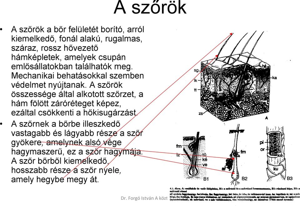 A szőrök összessége által alkotott szőrzet, a hám fölött záróréteget képez, ezáltal csökkenti a hőkisugárzást.