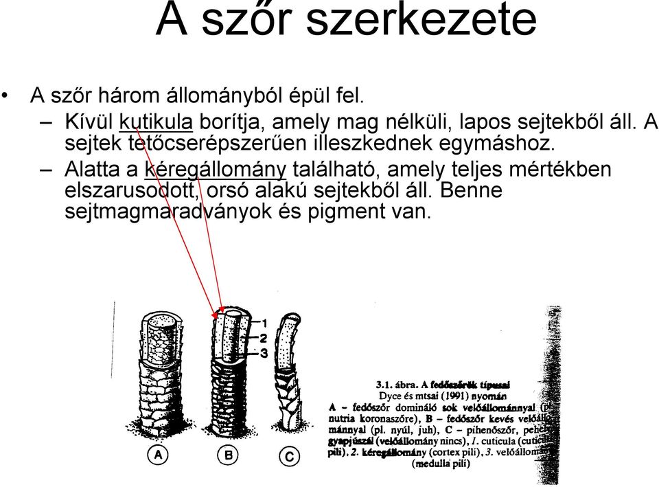 A sejtek tetőcserépszerűen illeszkednek egymáshoz.