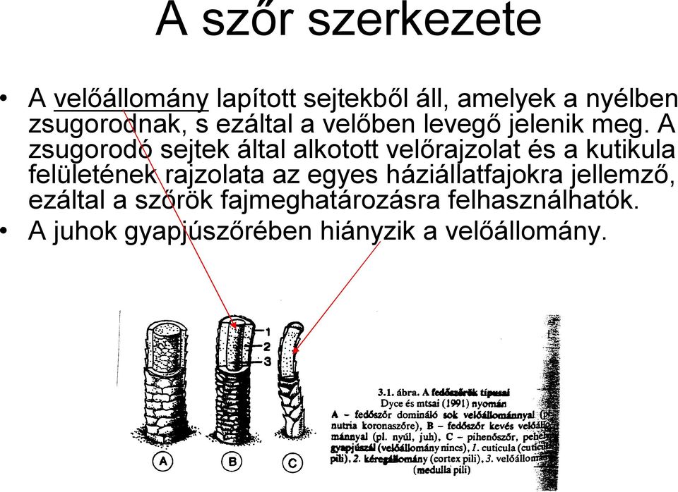 A zsugorodó sejtek által alkotott velőrajzolat és a kutikula felületének rajzolata az