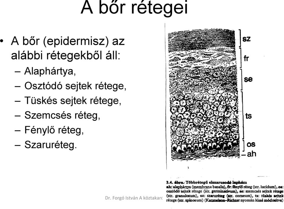 Osztódó sejtek rétege, Tüskés sejtek