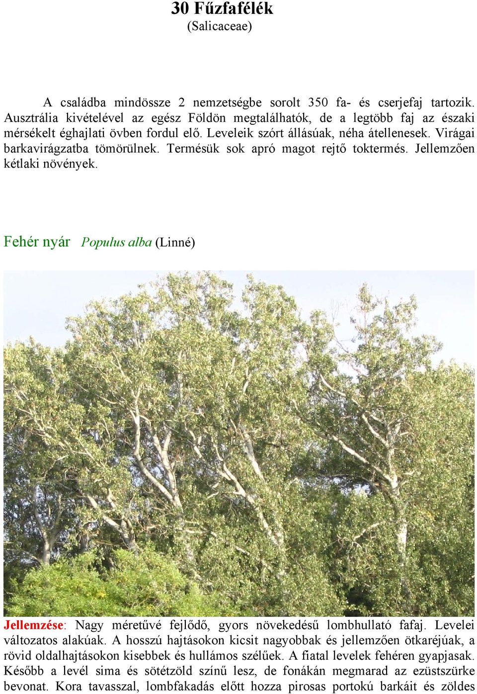 Termésük sok apró magot rejtő toktermés. Jellemzően kétlaki növények. Fehér nyár Populus alba (Linné) Jellemzése: Nagy méretűvé fejlődő, gyors növekedésű lombhullató fafaj. Levelei változatos alakúak.