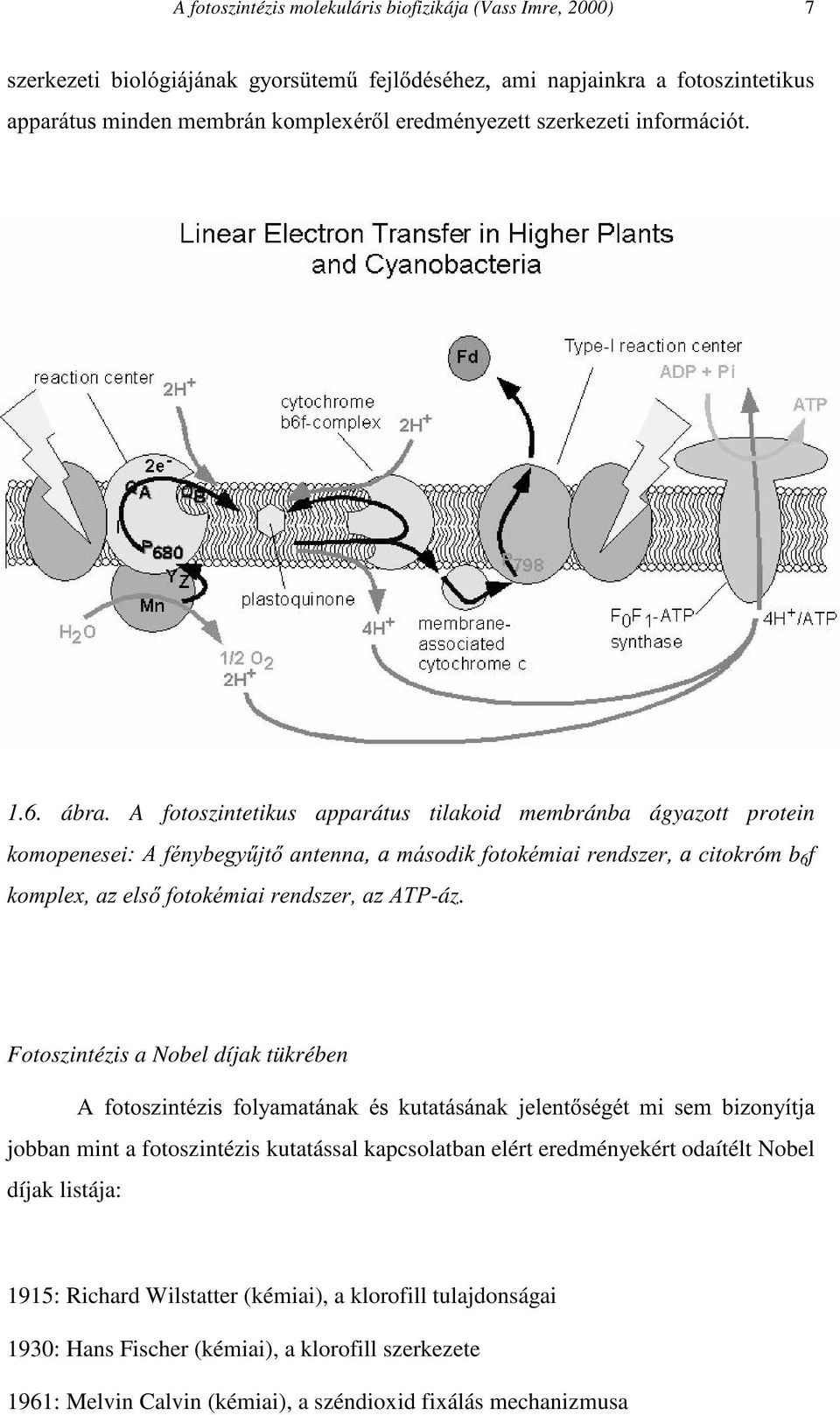 A fotoszintetikus apparátus tilakoid membránba ágyazott protein NRPRSHQHVHLýÿþ IpQ\EHJ\&MW DQWHQQD PiVRGL IRWRNpPLD UHQGV]HU FLWokróm b 6 f NRPSOH[D HOV IRWRNpPLD UHQGV]HUD $73-áz.