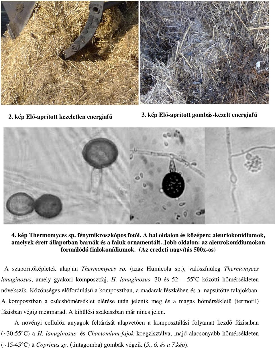 (Az eredeti nagyítás 500x-os) A szaporítóképletek alapján Thermomyces sp. (azaz Humicola sp.), valószínűleg Thermomyces lanuginosus, amely gyakori komposztfaj. H. lanuginosus 30 és 52 55 o C közötti hőmérsékleten növekszik.