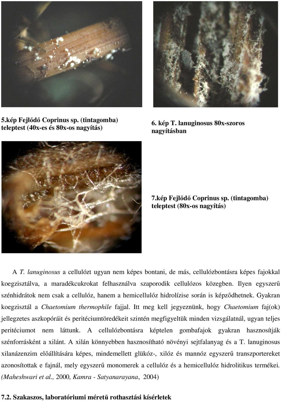 Ilyen egyszerű szénhidrátok nem csak a cellulóz, hanem a hemicellulóz hidrolízise során is képződhetnek. Gyakran koegzisztál a Chaetomium thermophile fajjal.