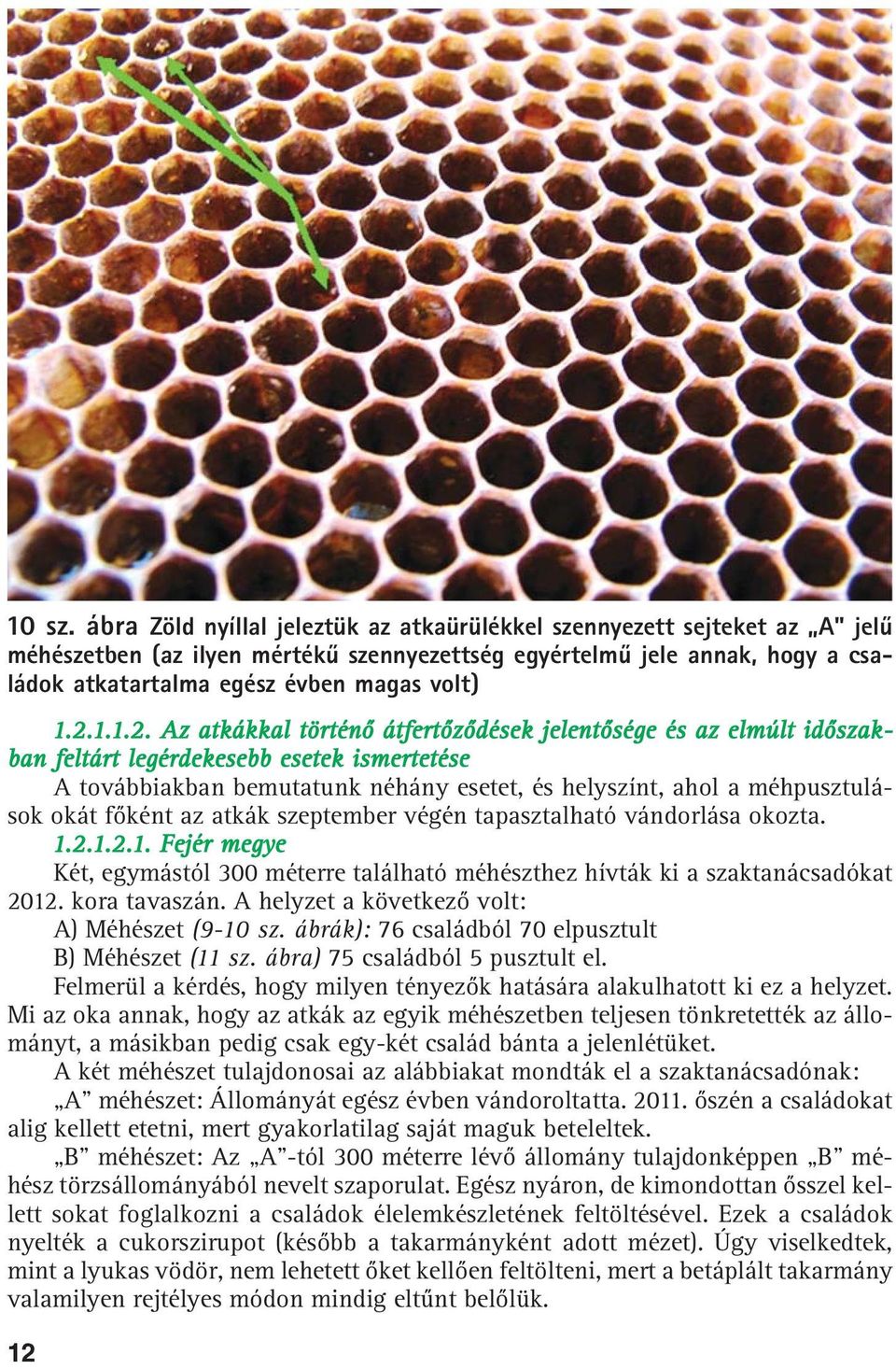 2.1.1.2. Az atkákkal történõ átfertõzõdések jelentõsége és az elmúlt idõszakban feltárt legérdekesebb esetek ismertetése A továbbiakban bemutatunk néhány esetet, és helyszínt, ahol a méhpusztulások