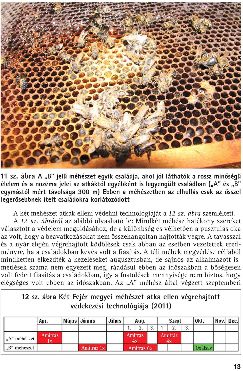 méhészetben az elhullás csak az õsszel legerõsebbnek ítélt családokra korlátozódott A két méhészet atkák elleni védelmi technológiáját a 12 sz. ábra szemlélteti. A 12 sz.