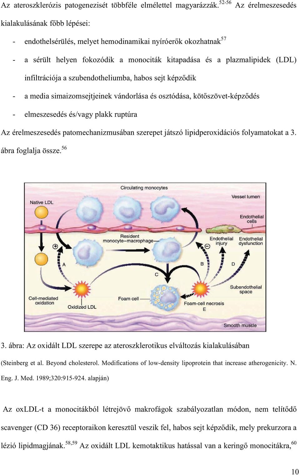 érelmeszesedés patomechanizmusában szerepet játszó lipidperoxidációs folyamatokat a 3. ábra foglalja össze. 56 57 3.