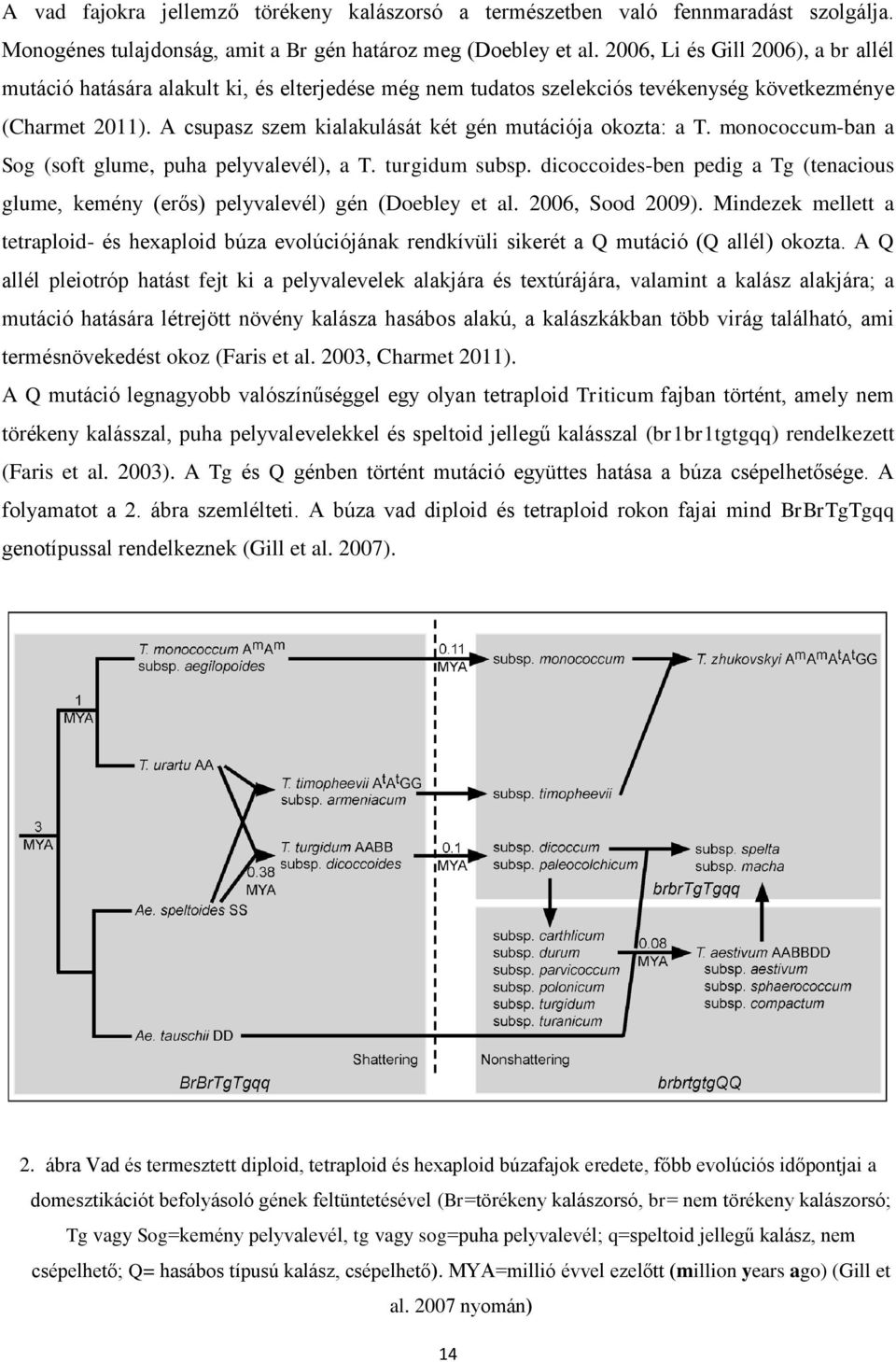 A csupasz szem kialakulását két gén mutációja okozta: a T. monococcum-ban a Sog (soft glume, puha pelyvalevél), a T. turgidum subsp.