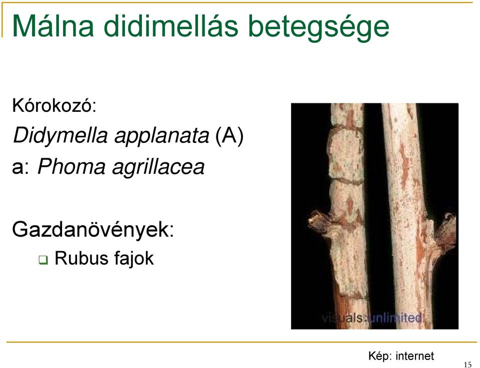 applanata (A) a: Phoma