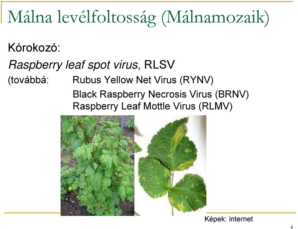 Yellow Net Virus (RYNV) Black Raspberry Necrosis