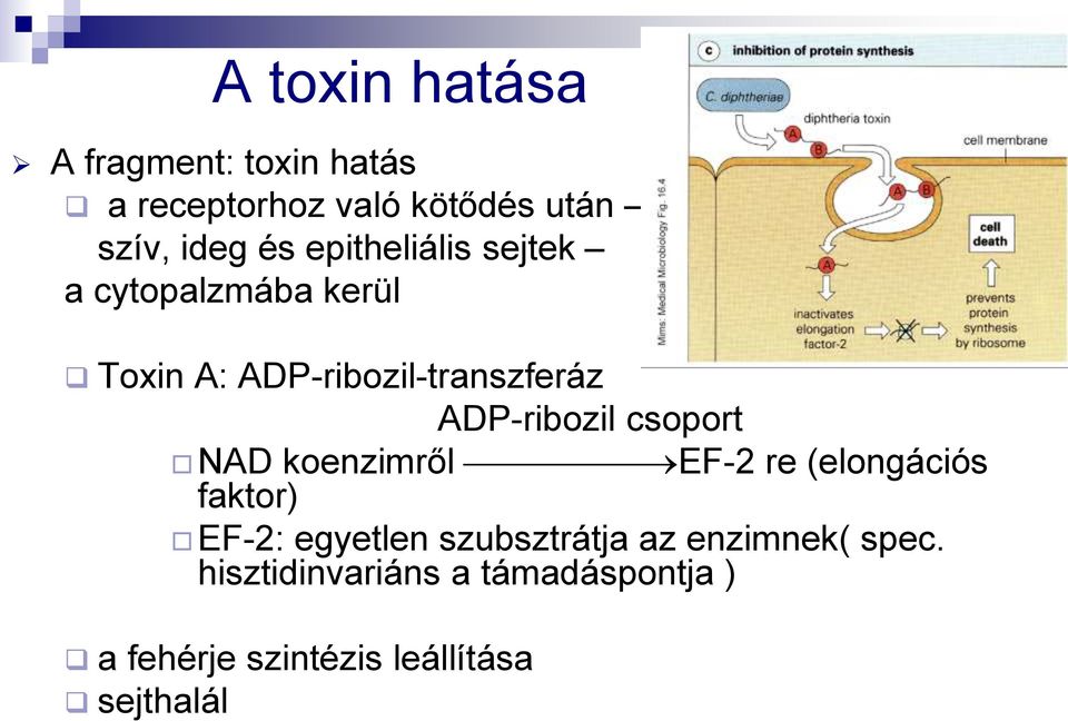 csoport NAD koenzimről EF-2 re (elongációs faktor) EF-2: egyetlen szubsztrátja az