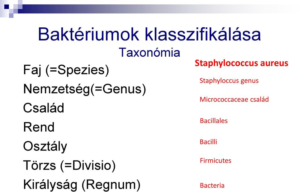 Királyság (Regnum) Taxonómia Staphylococcus aureus