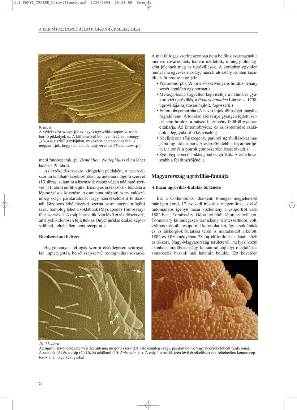 Bembidion, Notiophilus) ellen lehet hatásos (9. ábra). Az érzékelõszervekre, kiragadott példaként, a testen elszórtan található érzékszõröket, az antenna mögötti szervet (10.