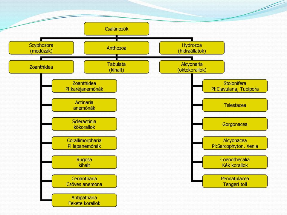 Scleractinia kőkorallok Corallimorpharia Pl lapanemónák Rugosa kihalt Ceriantharia Csöves anemóna Gorgonacea