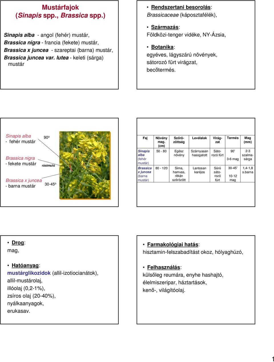 Sinapis alba - fehér mustár Brassica nigra - fekete mustár Brassica x juncea - barna mustár 90 o rásimuló 30-45 o Faj Sinapis alba (fehér mustár) Brassica x juncea (barna mustár) Növény mag.