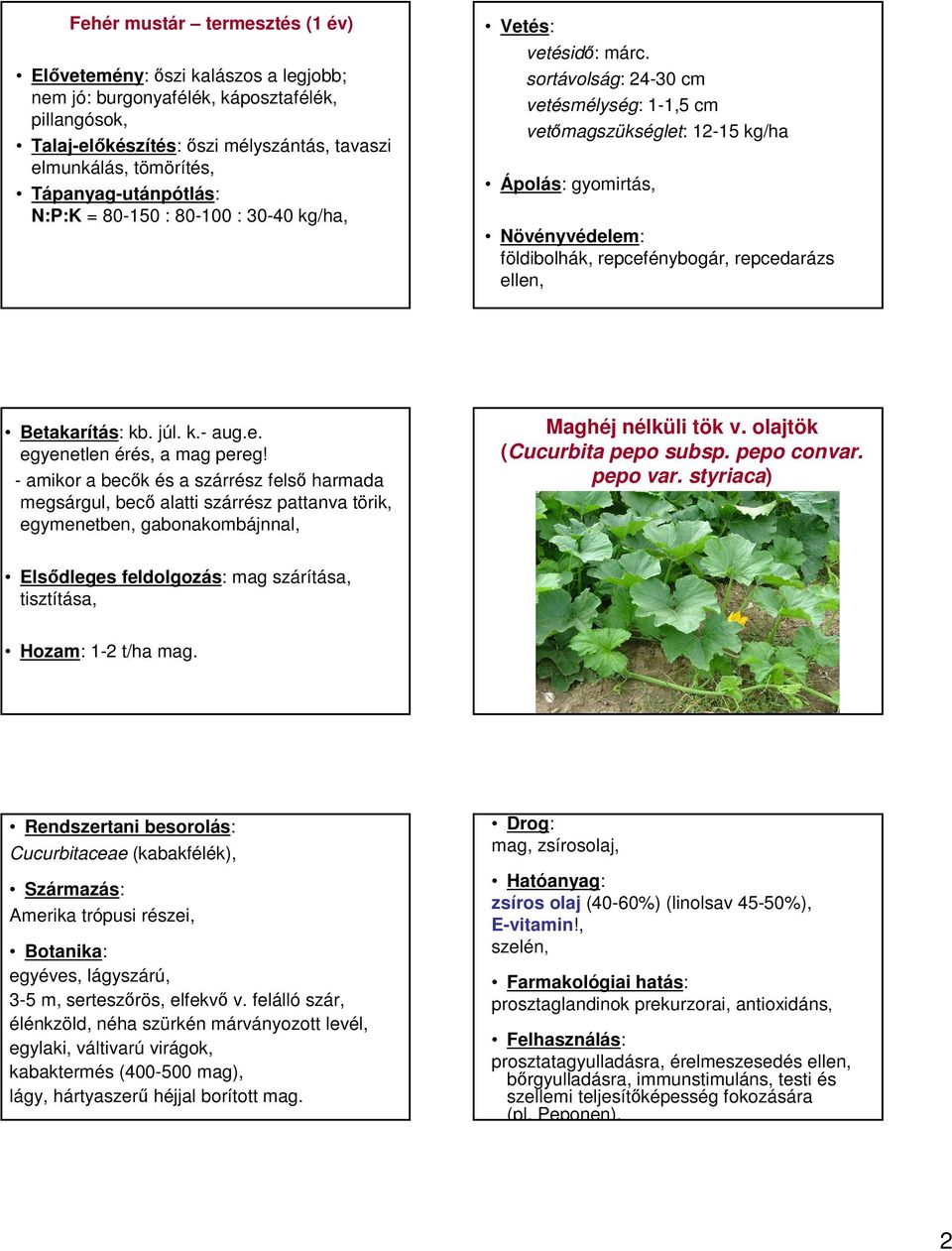 sortávolság: 24-30 cm vetésmélység: 1-1,5 cm vetőmagszükséglet: 12-15 kg/ha Ápolás: gyomirtás, földibolhák, repcefénybogár, repcedarázs ellen, Betakarítás: kb. júl. k.- aug.e. egyenetlen érés, a mag pereg!