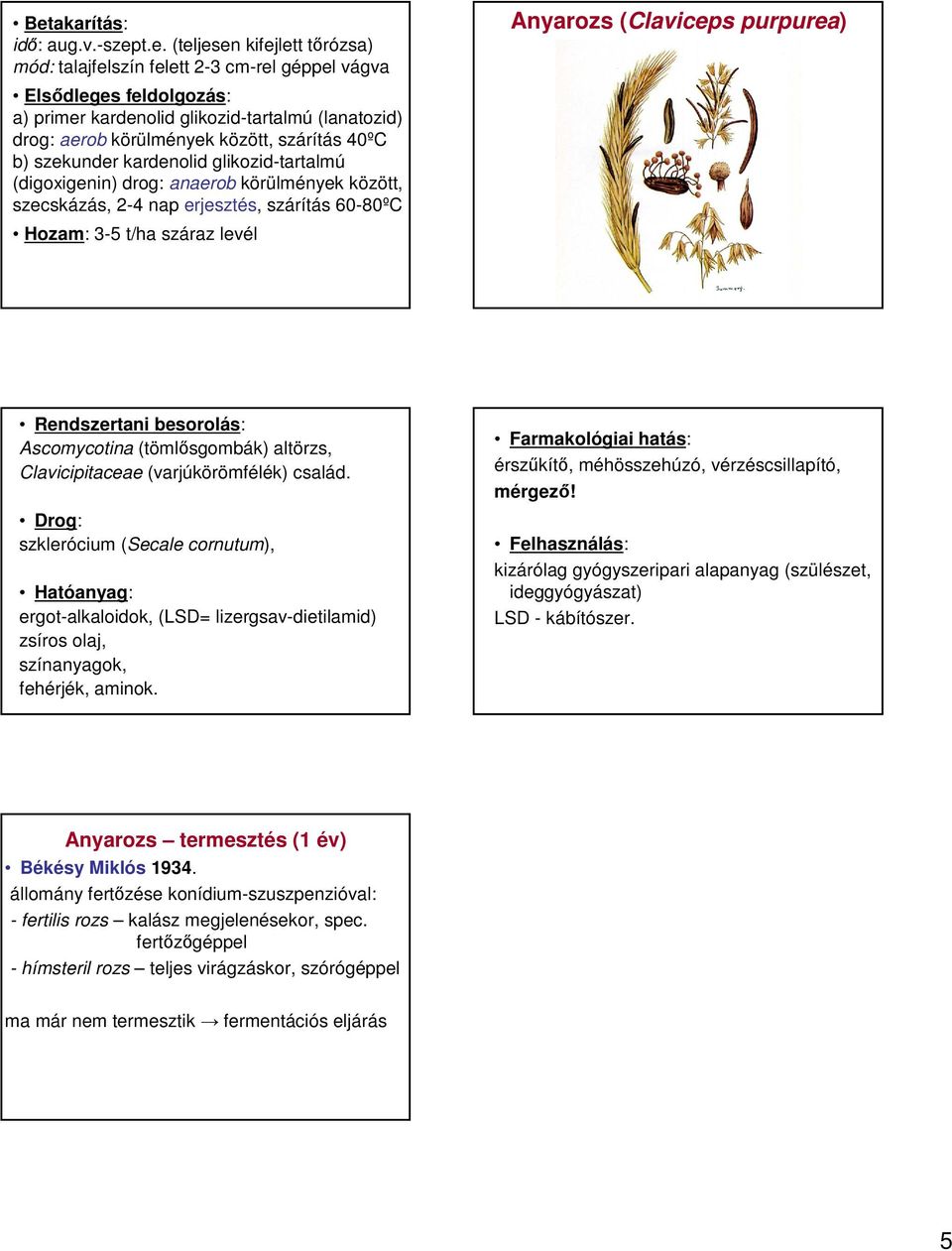 levél Anyarozs (Claviceps purpurea) Ascomycotina (tömlősgombák) altörzs, Clavicipitaceae (varjúkörömfélék) család.