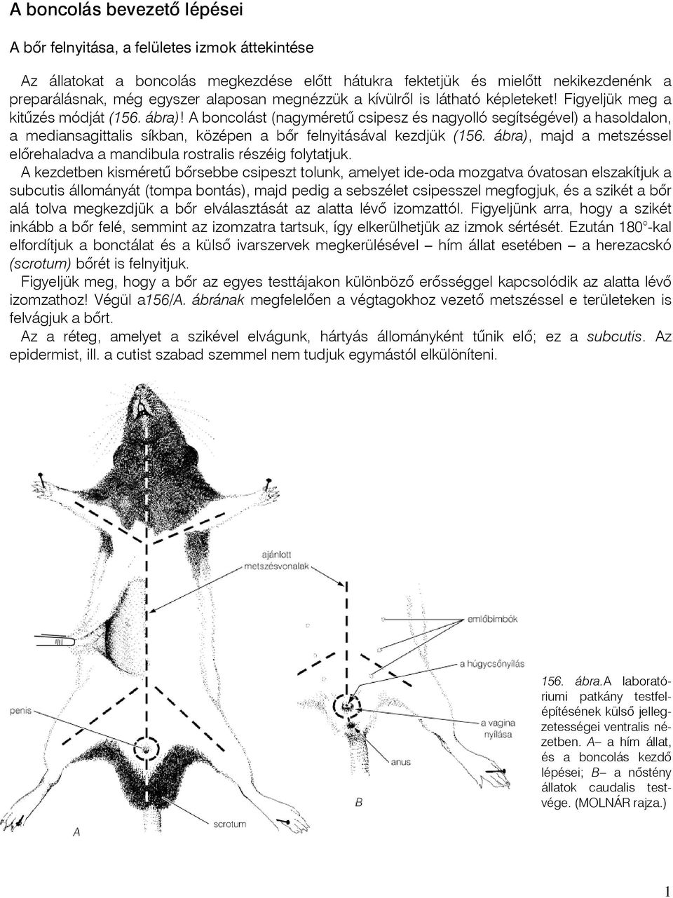 A boncolást (nagyméretû csipesz és nagyolló segítségével) a hasoldalon, a mediansagittalis síkban, középen a bõr felnyitásával kezdjük (156.