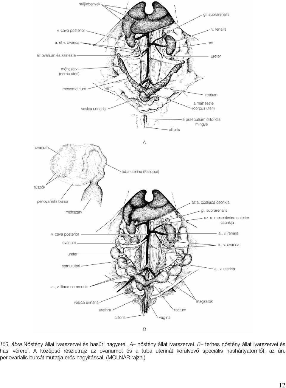 B terhes nõstény állat ivarszervei és hasi vérerei.