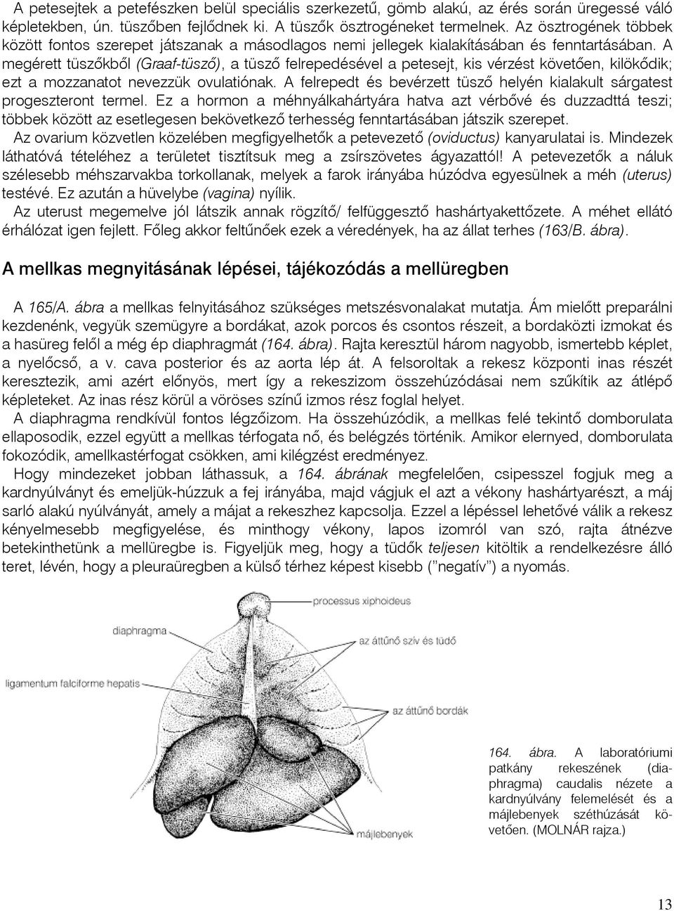 A megérett tüszõkbõl (Graaf-tüszõ), a tüszõ felrepedésével a petesejt, kis vérzést követõen, kilökõdik; ezt a mozzanatot nevezzük ovulatiónak.