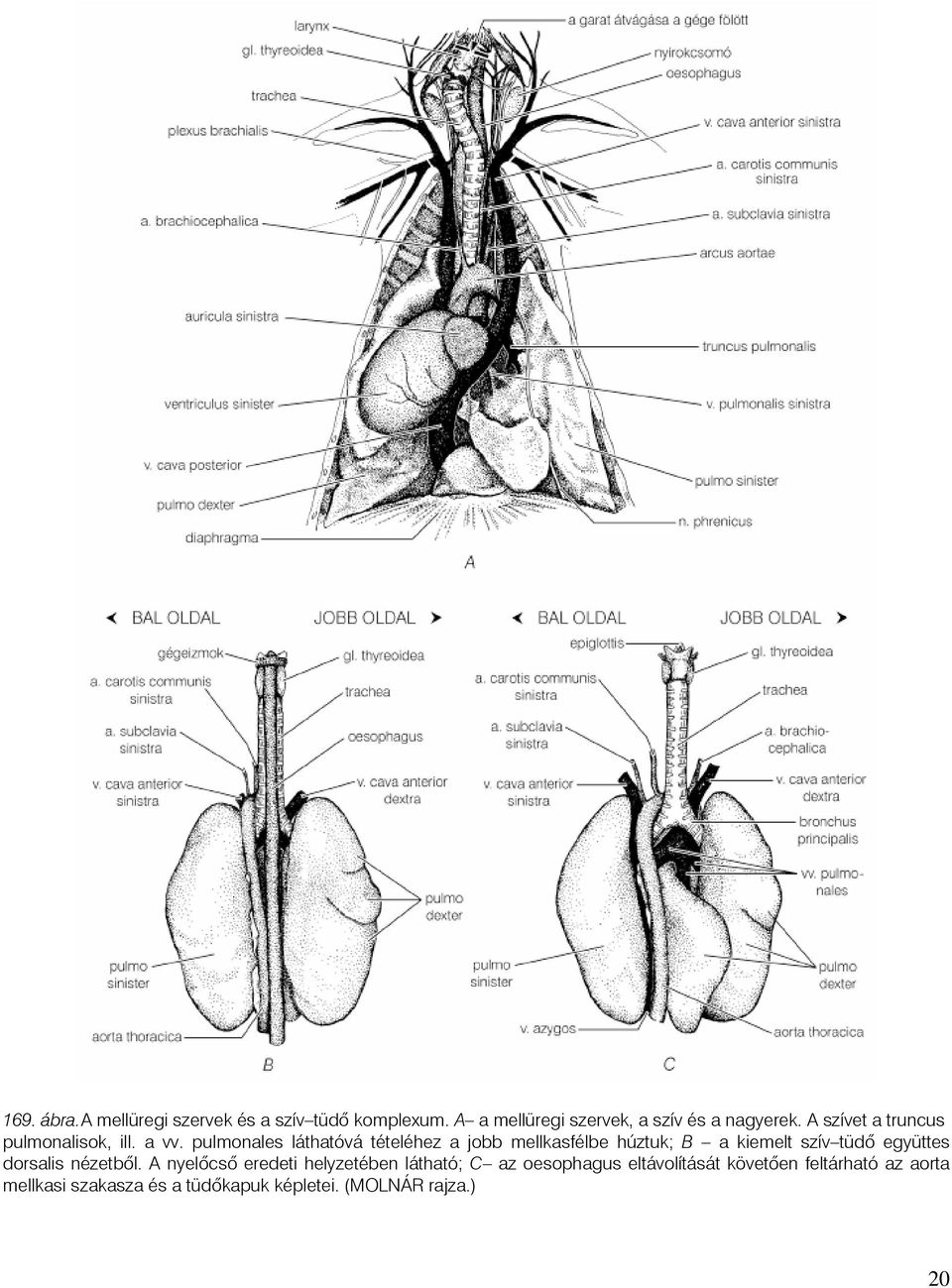 pulmonales láthatóvá tételéhez a jobb mellkasfélbe húztuk; B a kiemelt szív tüdõ együttes dorsalis