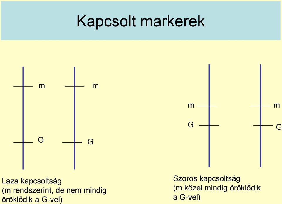 mindig öröklődik a G-vel) Szoros