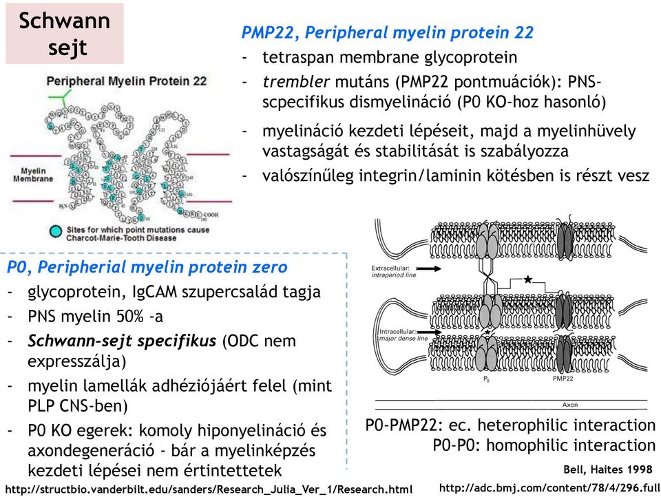 tagja - PNS myelin 50% -a - Schwann-sejt specifikus (ODC nem expresszálja) - myelin lamellák adhéziójáért felel (mint PLP CNS-ben) - P0 KO egerek: komoly hiponyelináció és axondegeneráció - bár a