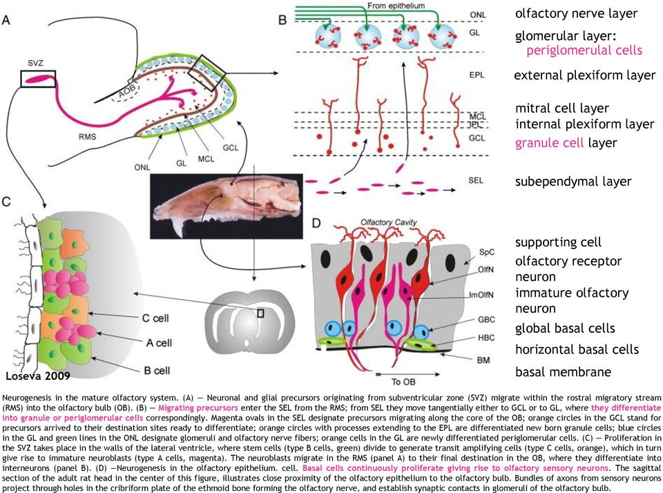 (A) Neuronal and glial precursors originating from subventricular zone (SVZ) migrate within the rostral migratory stream (RMS) into the olfactory bulb (OB).