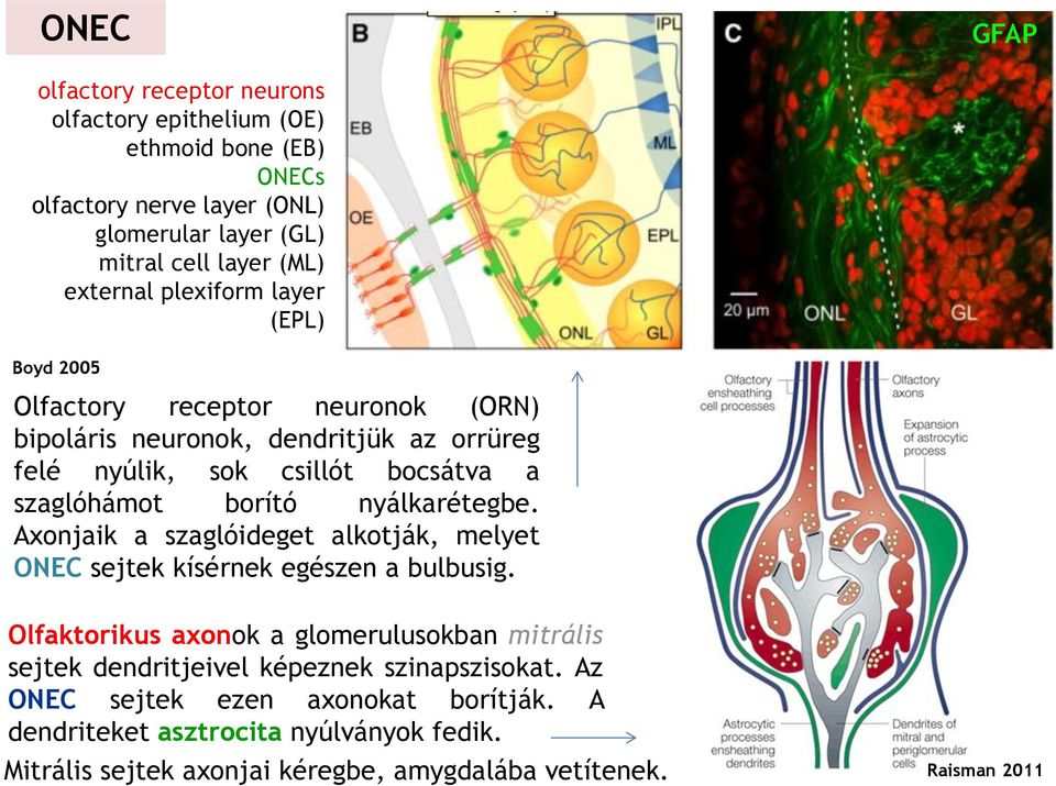 borító nyálkarétegbe. Axonjaik a szaglóideget alkotják, melyet ONEC sejtek kísérnek egészen a bulbusig.
