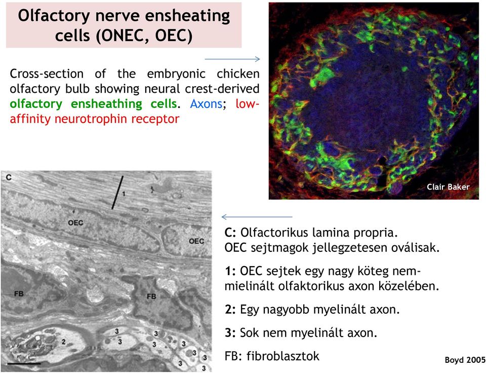 Axons; lowaffinity neurotrophin receptor Clair Baker C: Olfactorikus lamina propria.