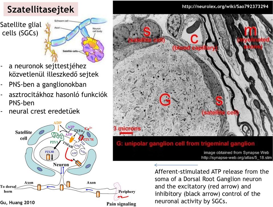 - PNS-ben a ganglionokban - asztrocitákhoz hasonló funkciók PNS-ben - neural crest eredetűek Gu, Huang 2010