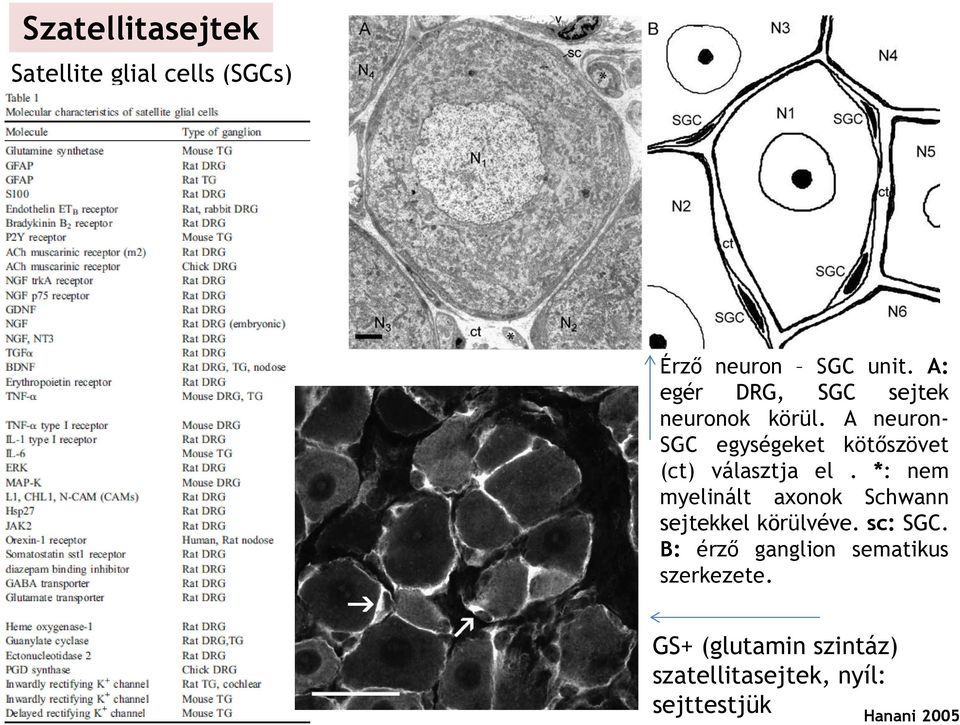 A neuron- SGC egységeket kötőszövet (ct) választja el.