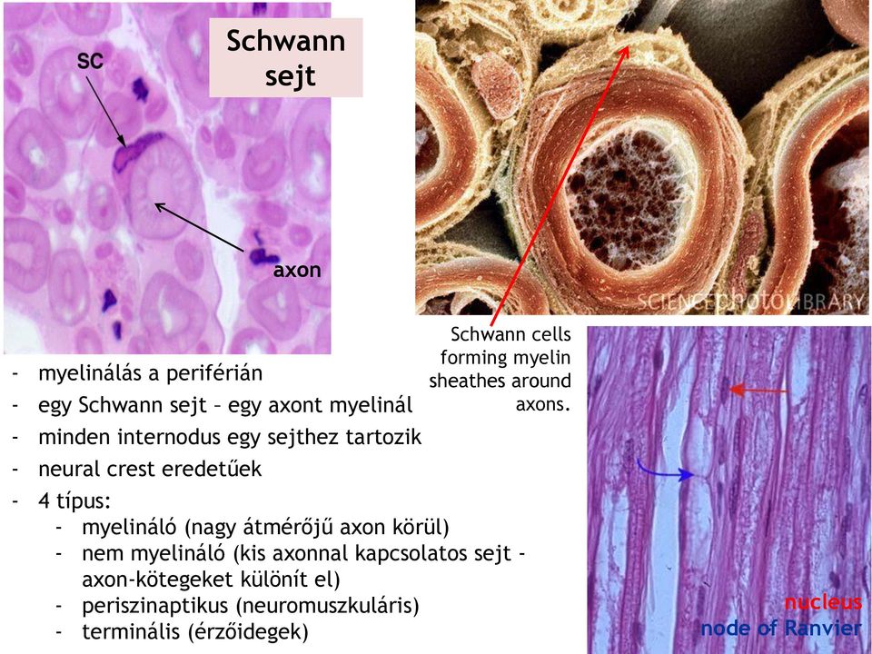 - 4 típus: - myelináló (nagy átmérőjű axon körül) - nem myelináló (kis axonnal kapcsolatos sejt -