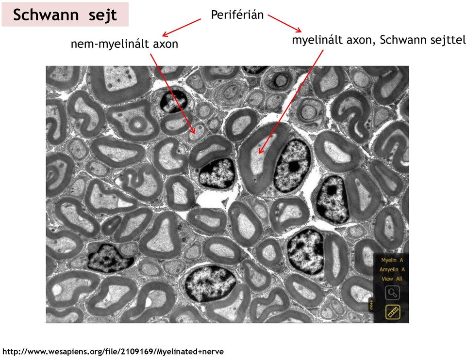 axon, Schwann sejttel http://www.