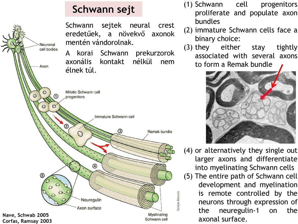 several axons to form a Remak bundle Nave, Schwab 2005 Corfas, Ramsay 2003 (4) or alternatively they single out larger axons and differentiate into myelinating