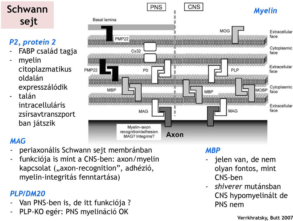 axon-recognition, adhézió, myelin-integritás fenntartása) PLP/DM20 - Van PNS-ben is, de itt funkciója?