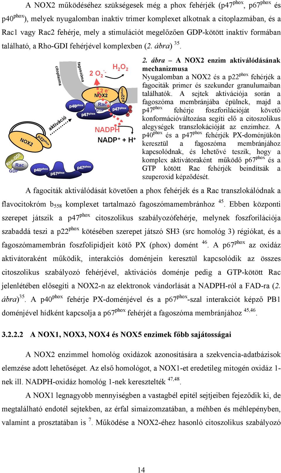 Rac GDP Rho-GDIRho GDI NOX2 p22 phox phox citoplazma aktiváció p40 phox p67 phox fagoszóma p40 phox p67 phox p67 p47 phox 2 O 2-2 e - NOX2 Rac GTP NADPH H 2 O 2 p22 phox p47 phox P P P NADP + + H + 2.